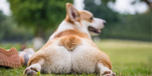 Adorable Pembroke Welsh Corgi splooting on grass showing short legs and famous corgi butt