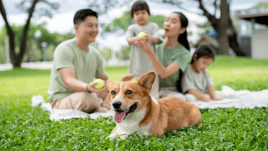 Are Corgis Good Family Dogs?