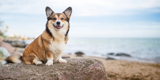 Are Corgis Aggressive? The Complete Guide to Corgi Temperament, Behavior & Training