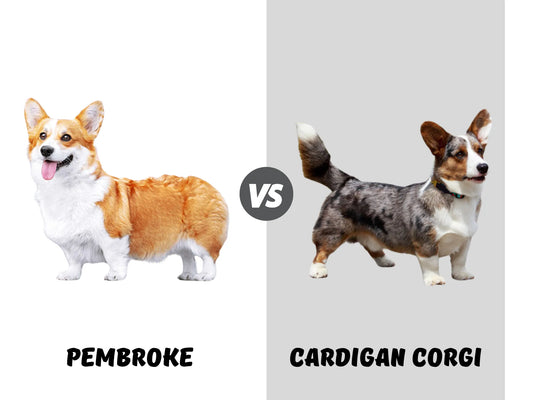 Pembroke vs. Cardigan Welsh Corgi: