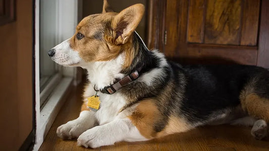 Can Corgis Live in Apartments