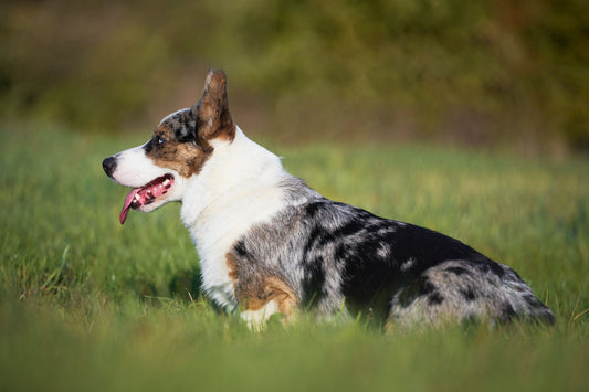 Cardigan Welsh Corgi – An Ancient, Intelligent, and Loyal Herding Dog