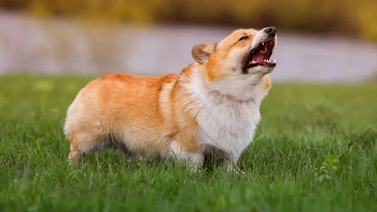 Do Corgis Bark a Lot? Understanding Corgi Barking & How to Manage It