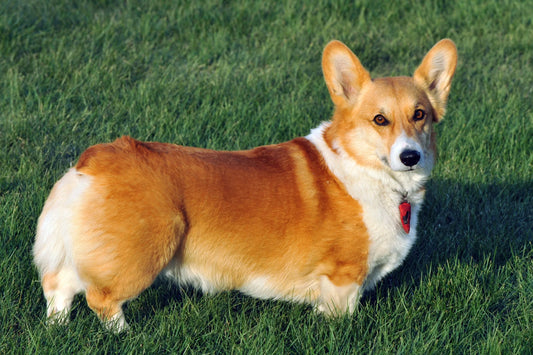 Pembroke Welsh Corgi – A Popular Herding Dog with Royal Heritage