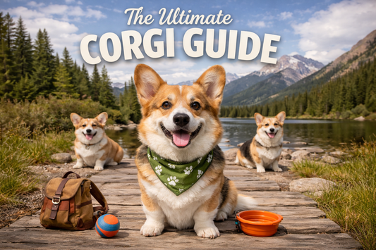 The Ultimate Corgi Guide: Personality, Care, Training & Living With a Corgi