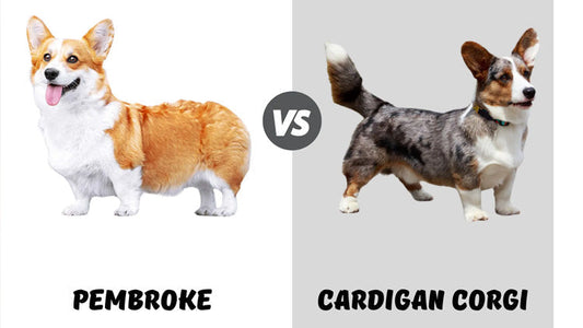 Pembroke vs. Cardigan Welsh Corgi:
